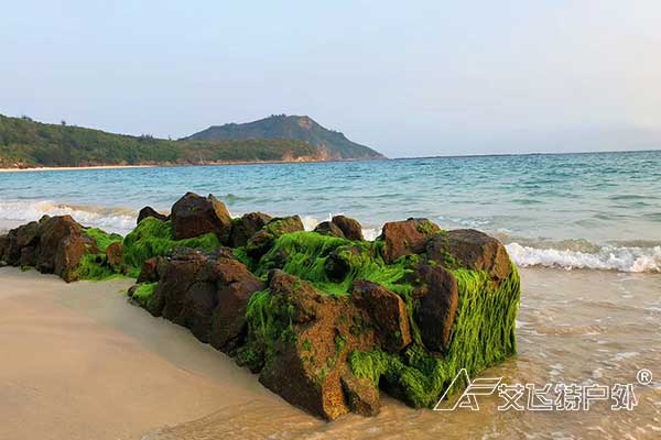 海島生存團建-大辣甲島海島生存參考方案